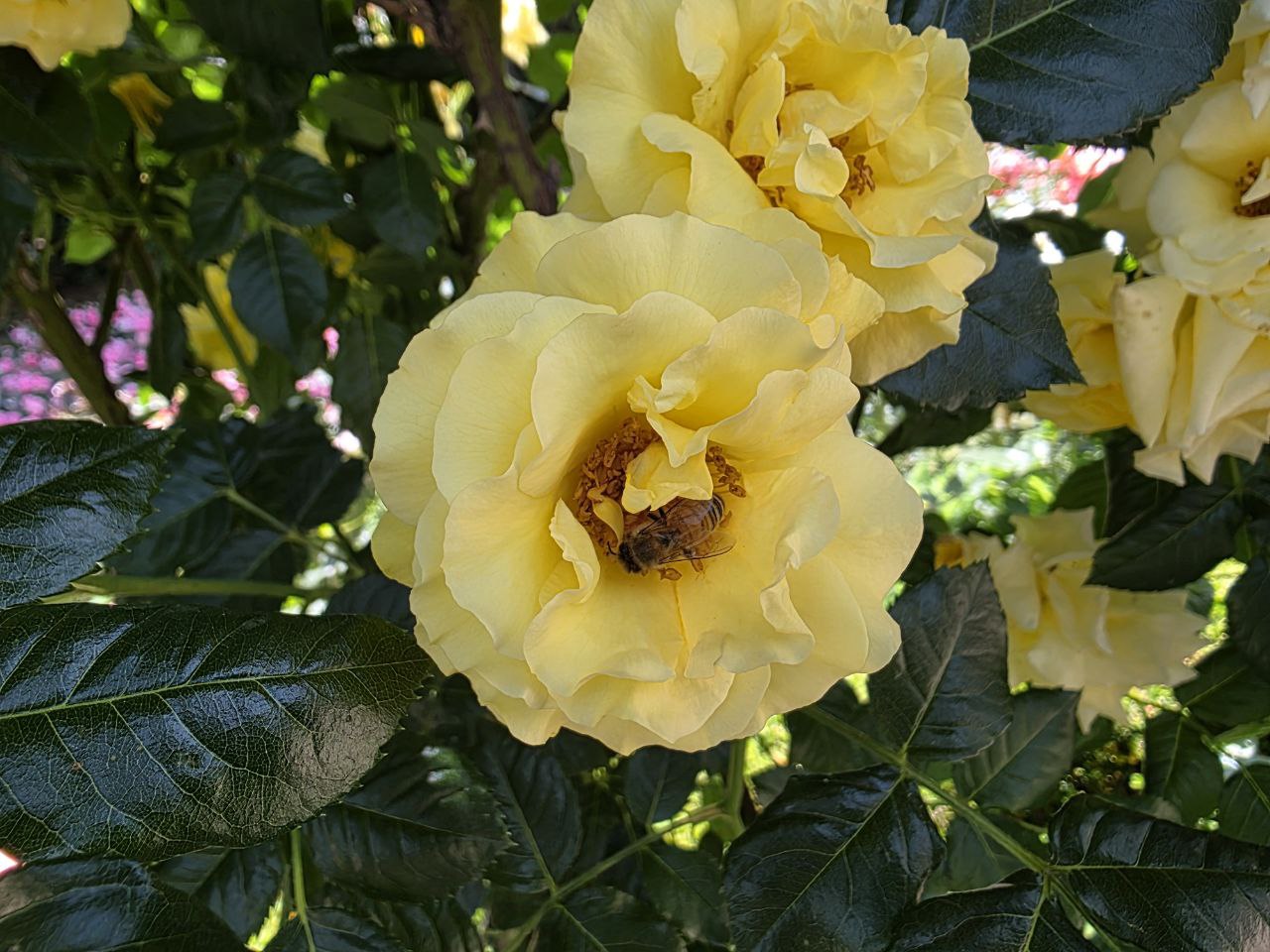 Please enjoy a bee that I encountered last June. Maybe take a break from reading and have a biscuit.