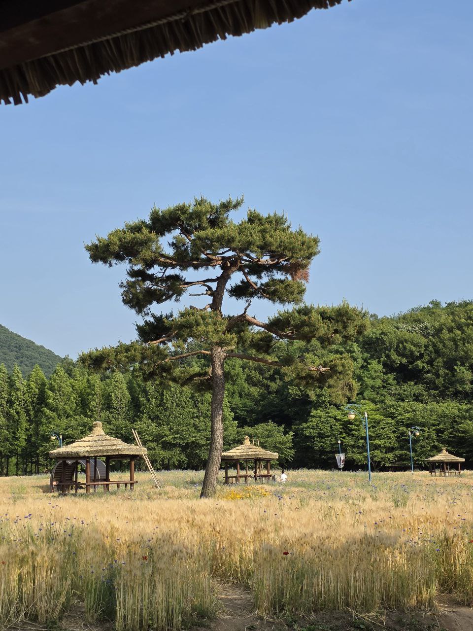 Have another break, this time looking at this pine tree. Or perhaps closing your eyes for a little bit. So many paragraphs…